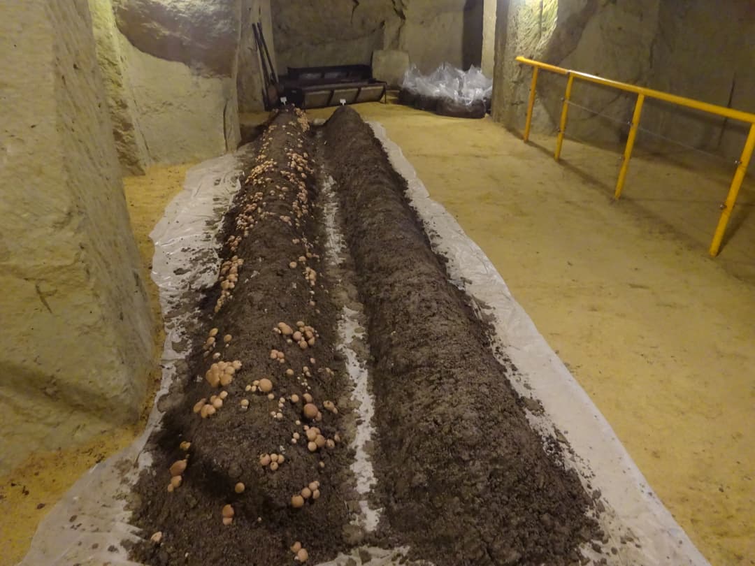 Musée du Champignon w Saumur