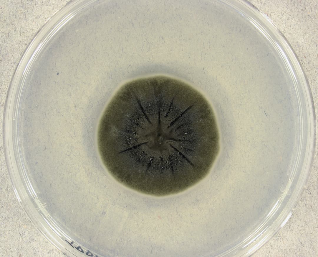 Melaninowy grzyb osłabiał promieniowanie na ISS