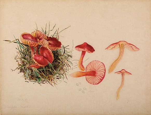 Akwarele grzybów autorstwa Beatrix Potter