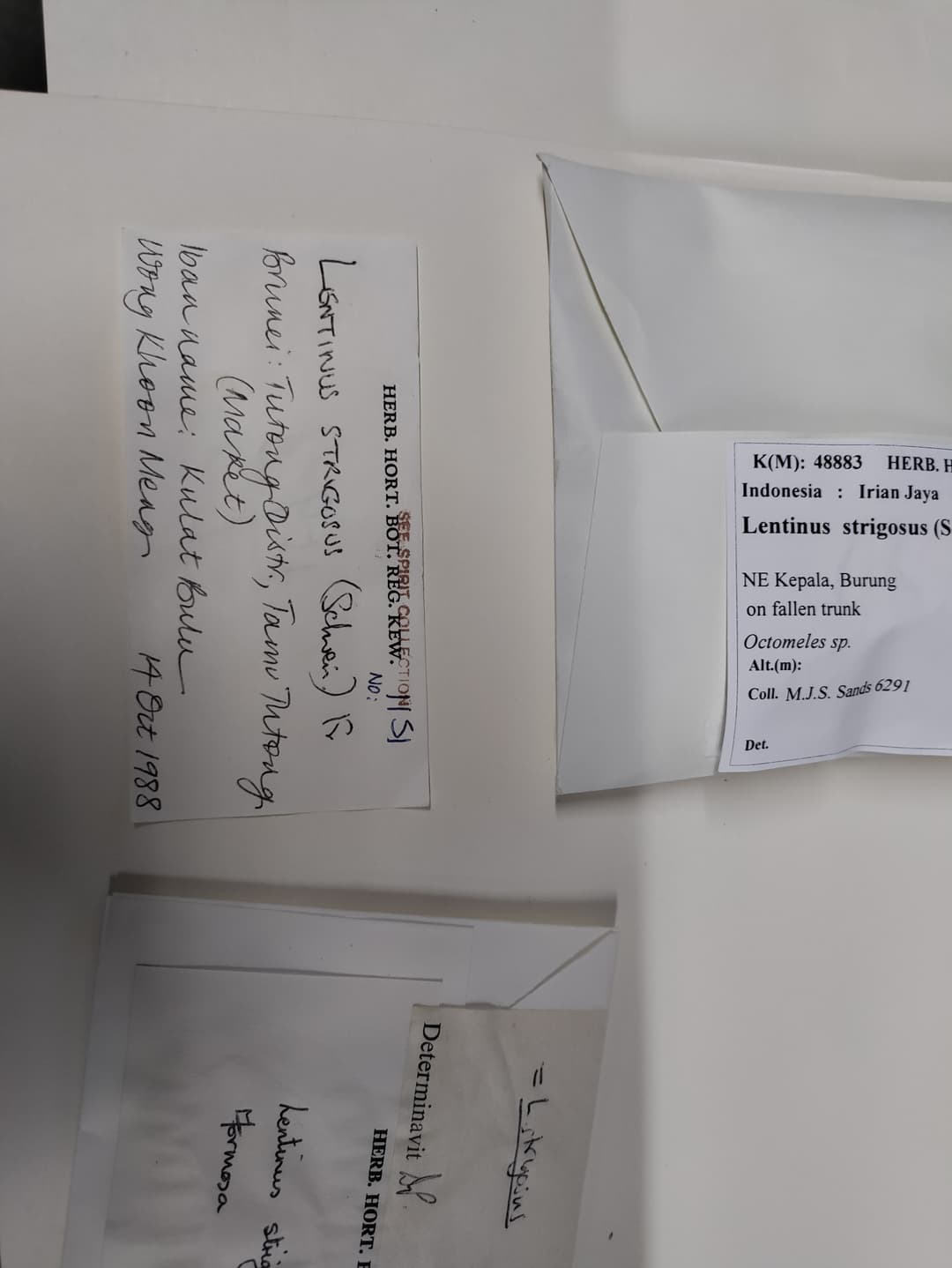 Cyfrowy okaz nie zastąpi grzyba, ale ratuje historię