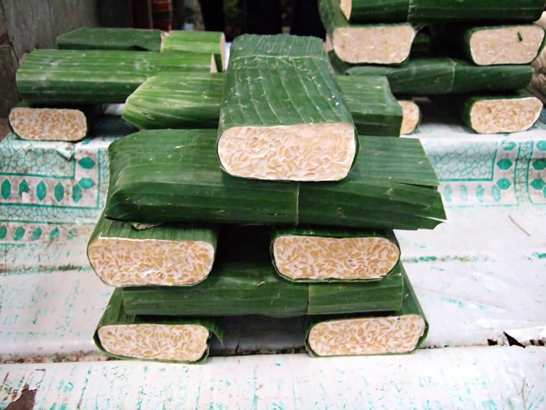 Tempeh: jak strzępki Rhizopus budują jedzenie
