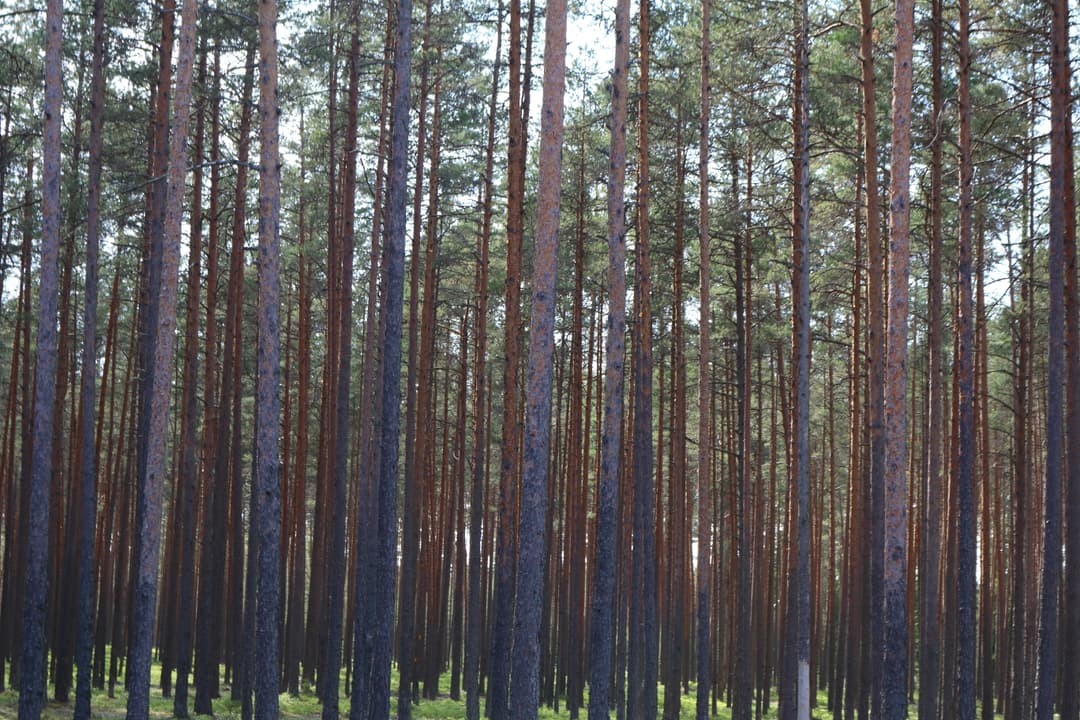 Estonia: las dostępny, lecz nie niczyj