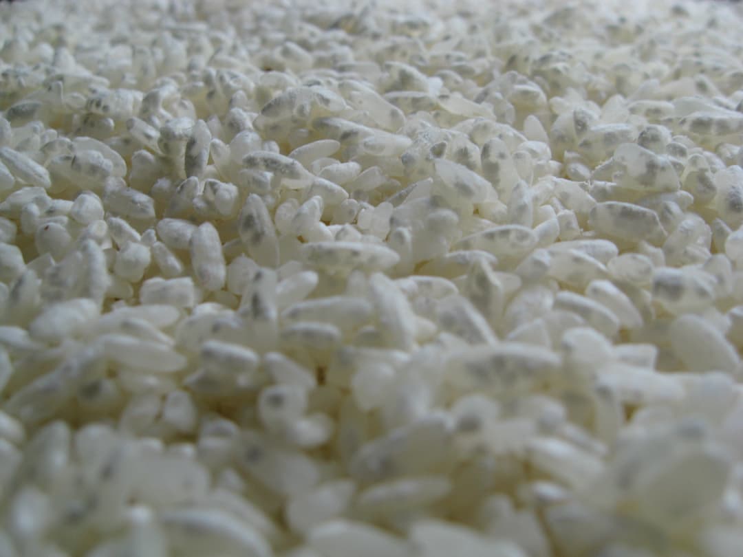 Ryż porośnięty przez Aspergillus oryzae