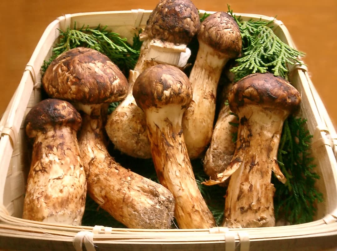 Matsutake: zapach japońskiej jesieni