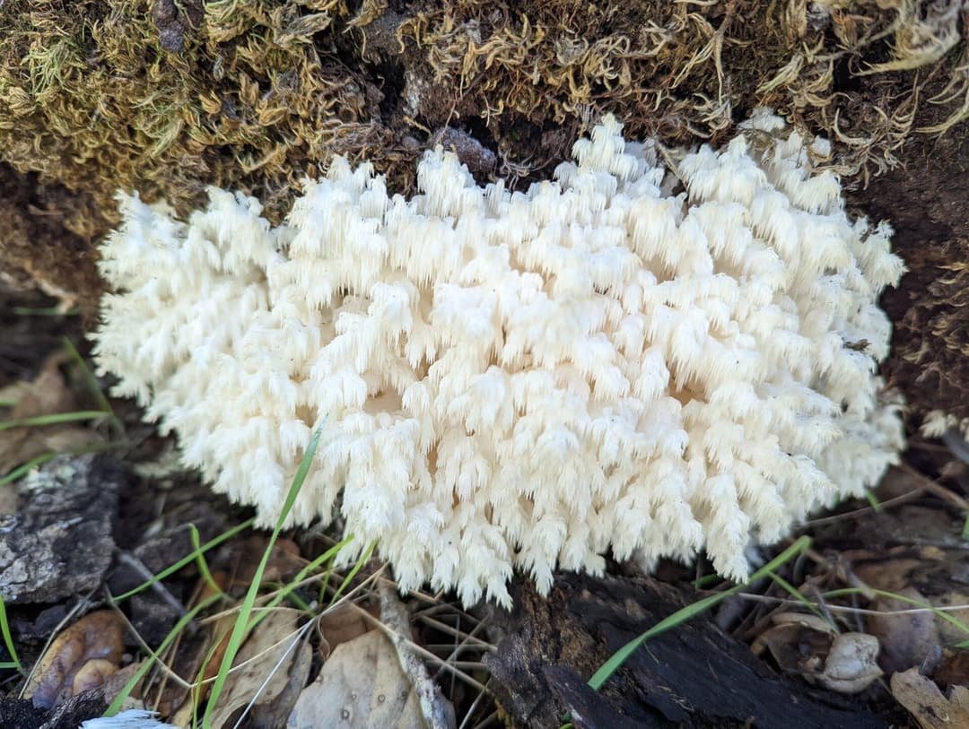 Stary las to ciągłość, nie stos świeżych kłód