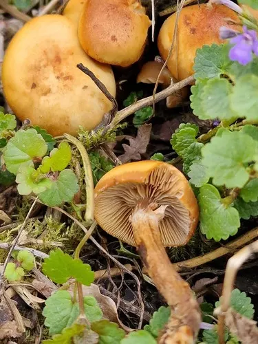 hełmówka jadowita