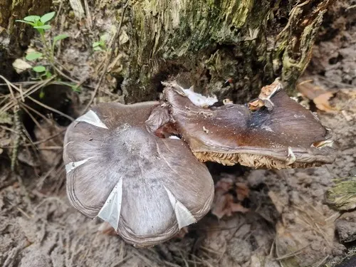 Drobnołuszczak jeleni