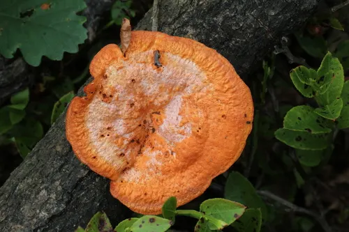 Gęstoporek cynobrowy