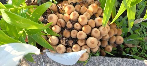 Coprinellus