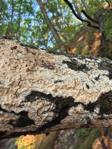 Pieczarniaki