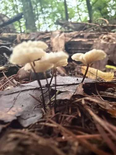 Marasmius
