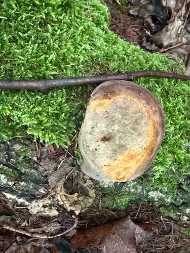 Fomitiporia