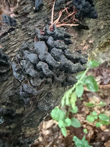 Pieczarniaki