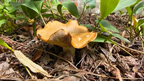 Rhodocybe gemina