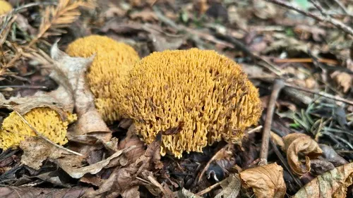 Phaeoclavulina