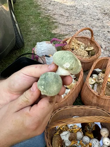 Gołąbek zielonawy