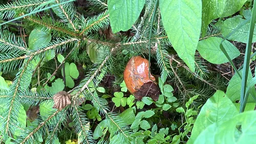 Borowikowate